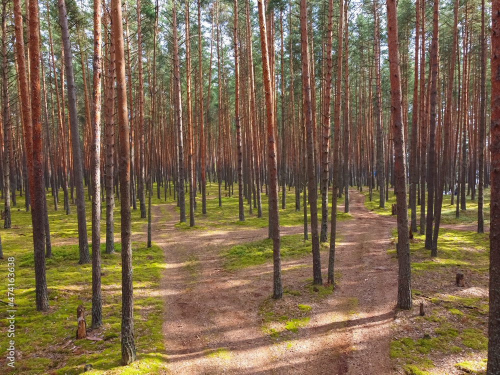 Obraz premium pine forest, walk in the forest, tree trunks