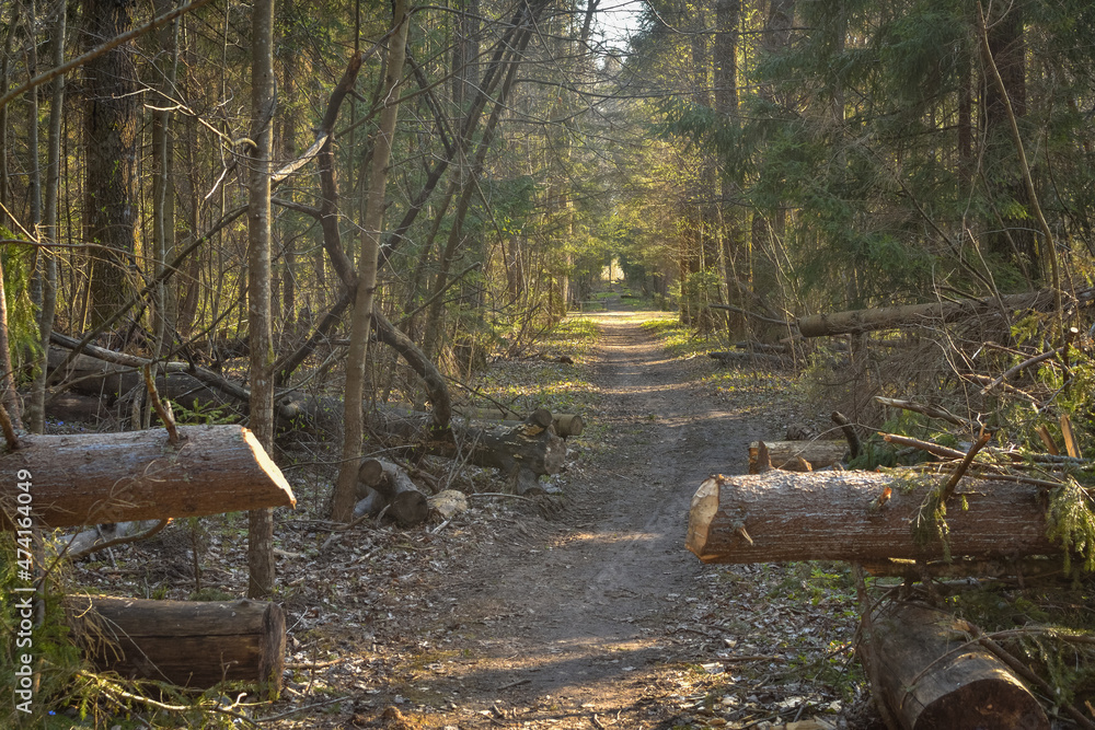 path in a pine forest, a walk in the forest path in a pine forest, a walk in the forest