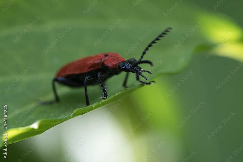 crawling beetle on a flower in macro photography. crawling beetle on a flower in macro photography.
