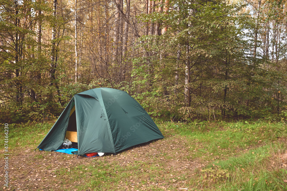 tent in a pine forest, camping in the forest