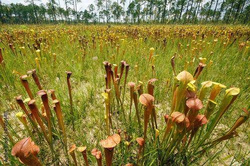 Large field of Sarracenia alata, the pale pitcher plant, in longleaf pine savanna, Mississippi, USA photo