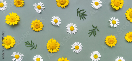 Floral banner. Chamomiles on green background. Wildflowers. Pattern of flower buds.