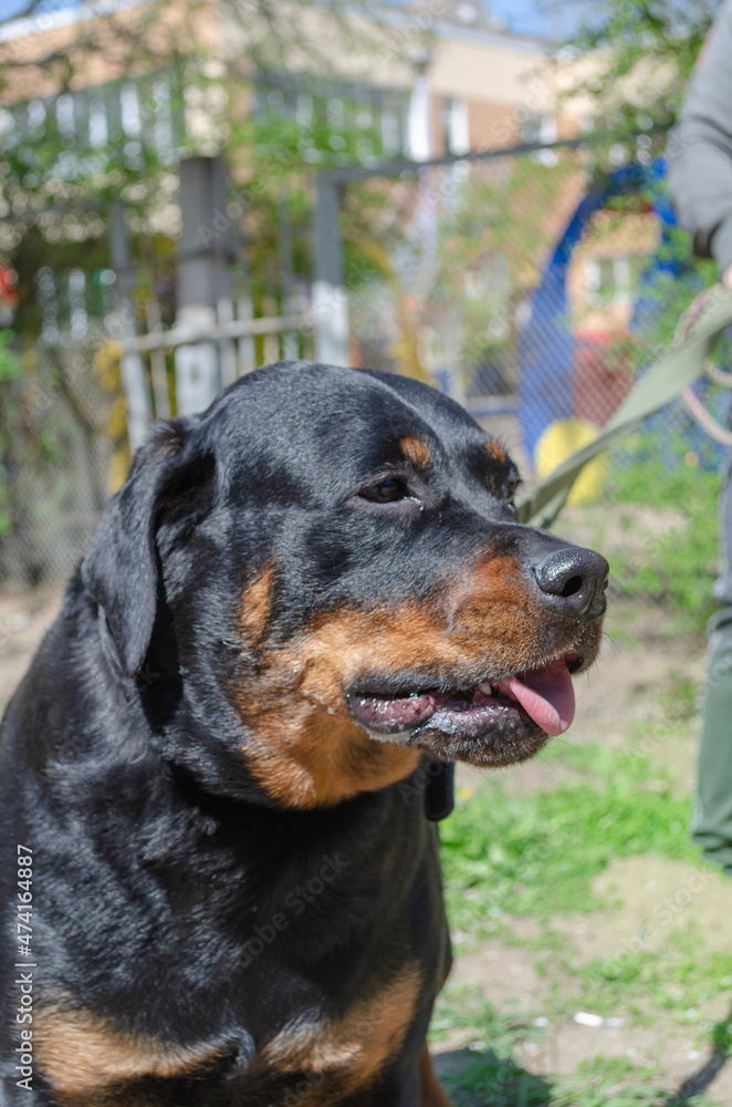 A female Rottweiler. Pet. Selective focus
