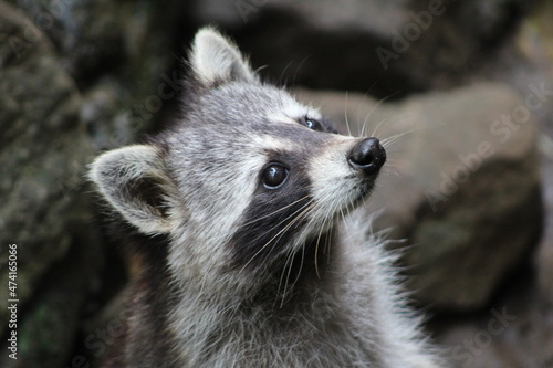 Racoon (raton laveur)