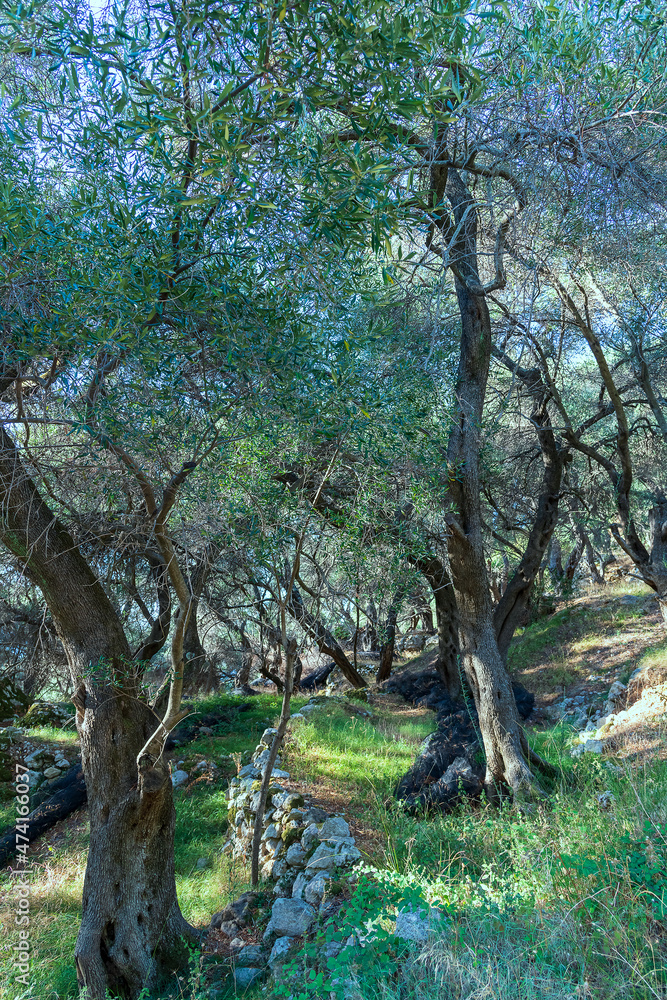 Olive trees on slopes of Corfu island, Greece. Olive trees on slopes of Corfu island, Greece.