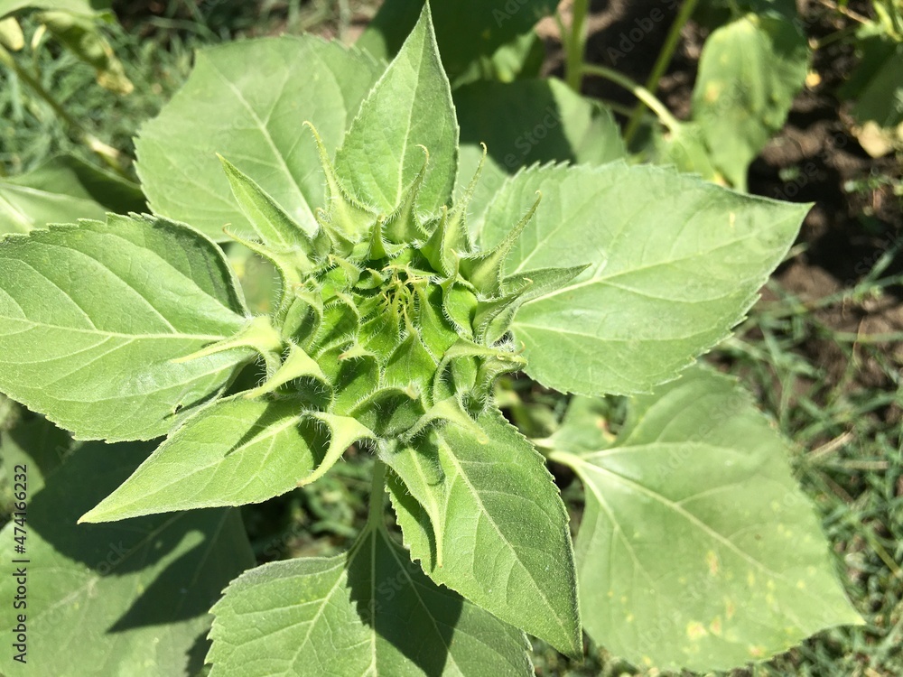 Obraz premium sunflower
