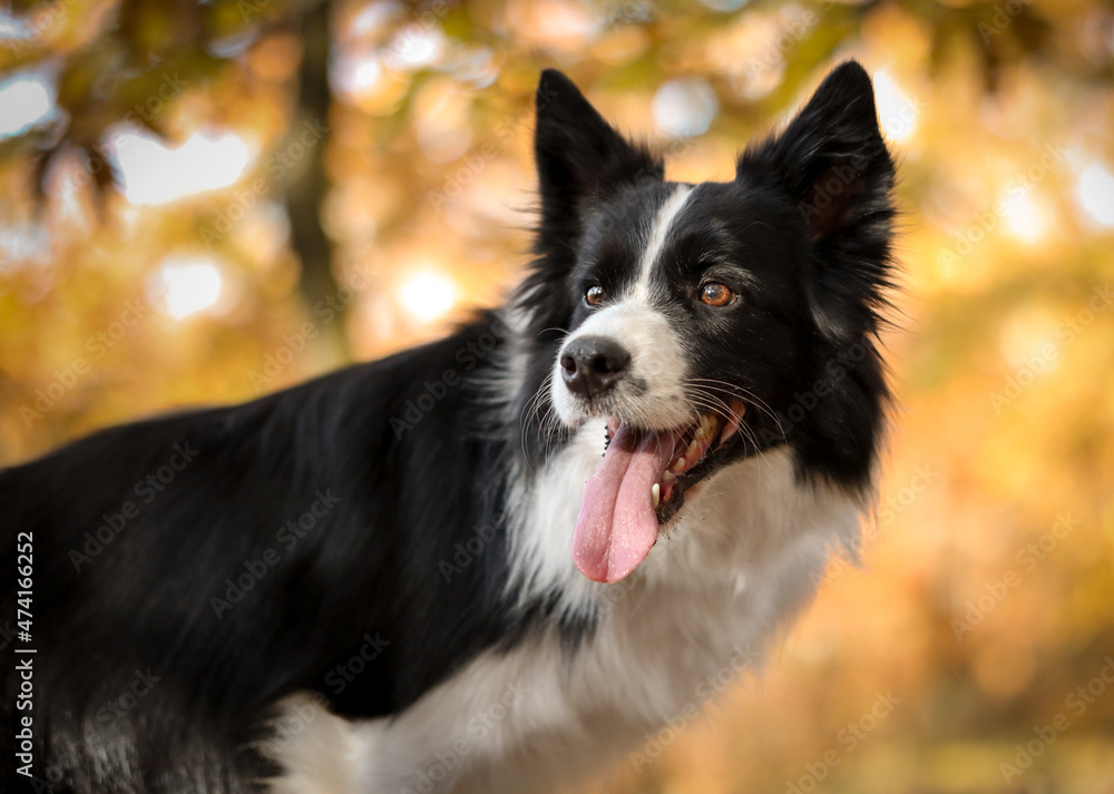 Attentive Border Collie Looks to the Left in Colorful Autumn Nature. Smiling Black and White Dog in the Forest.