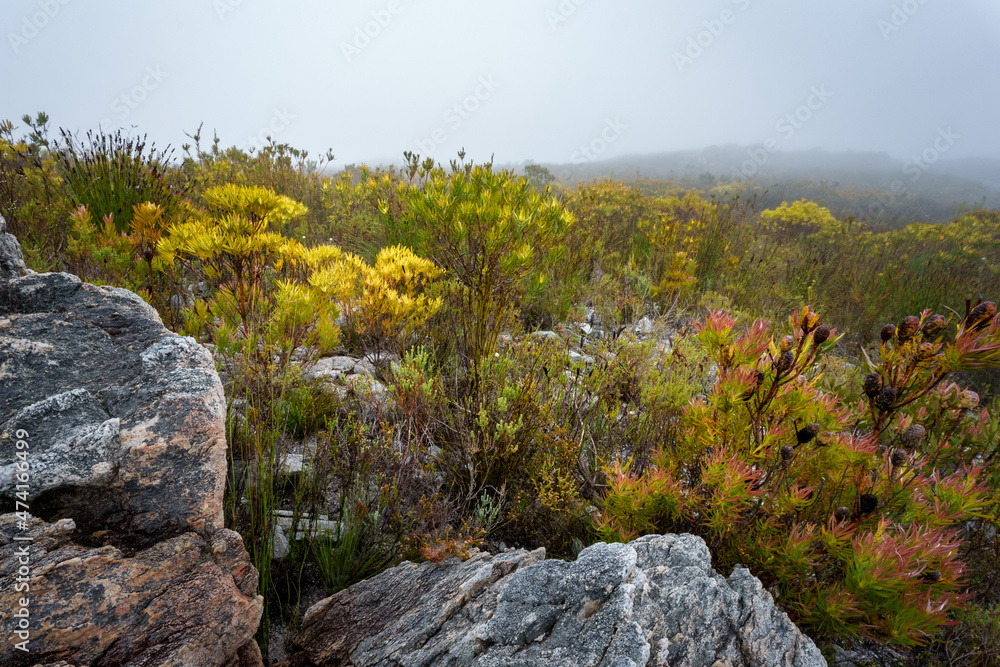 Fynbos vegetation in Kogelberg Nature Reserve, Whale Coast, Overberg, Western Cape, South Africa.