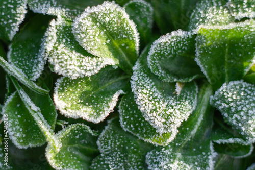 Ice crystals on green plants ,Natural background with hoarfrost on the grass,frosty winter morning,Italian winter