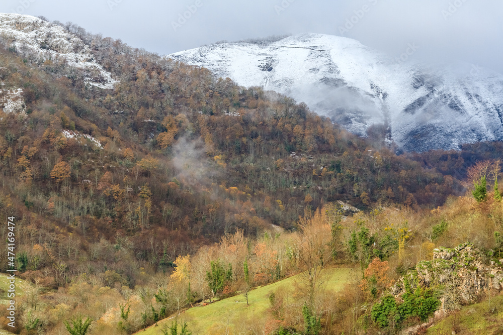 Fototapeta premium Bosque cabaña