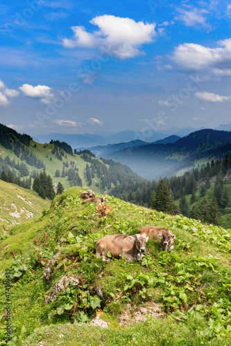 Cows resting on an alp at the Hochgrat, a summit in the alps near Oberstaufen in Allgäu, Bavaria, Germany.