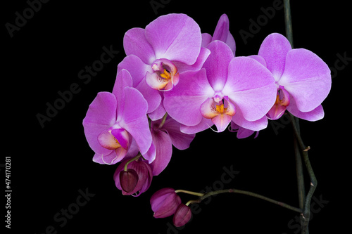 Fototapeta Naklejka Na Ścianę i Meble -  purple orchid isolated on black