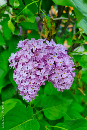 Bright fragrant branch of lilacs in the garden. It is used in perfumery.