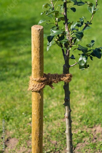 Correct connection of a young tree in figure eight loops around the wooden stake and trunk