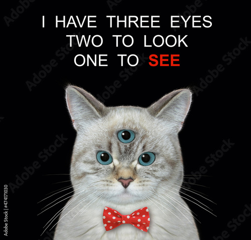 An ashen cat has got third eye. I have three eyes two look one see. Black background. Isolated.