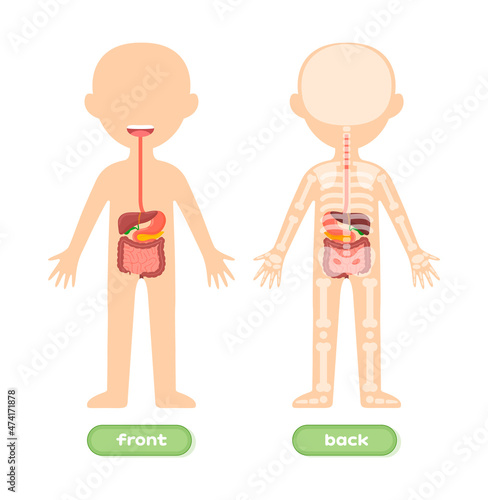 Isolated Template of Human Kid Body and Digestive system. Front Back view. Internal Organs Stomach Liver Intestines. Illustration for Children. Education and Anatomy lesson. Flat Cartoon style. Vector