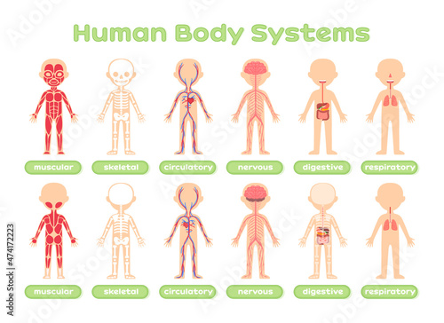 Set of Human Body Systems. Template. Muscular Skeletal Circulatory Nervous Digestive and Respiratory. Front Back view. Lesson Anatomy. Education with Kids. Poster for Medical Childrens design. Vector.