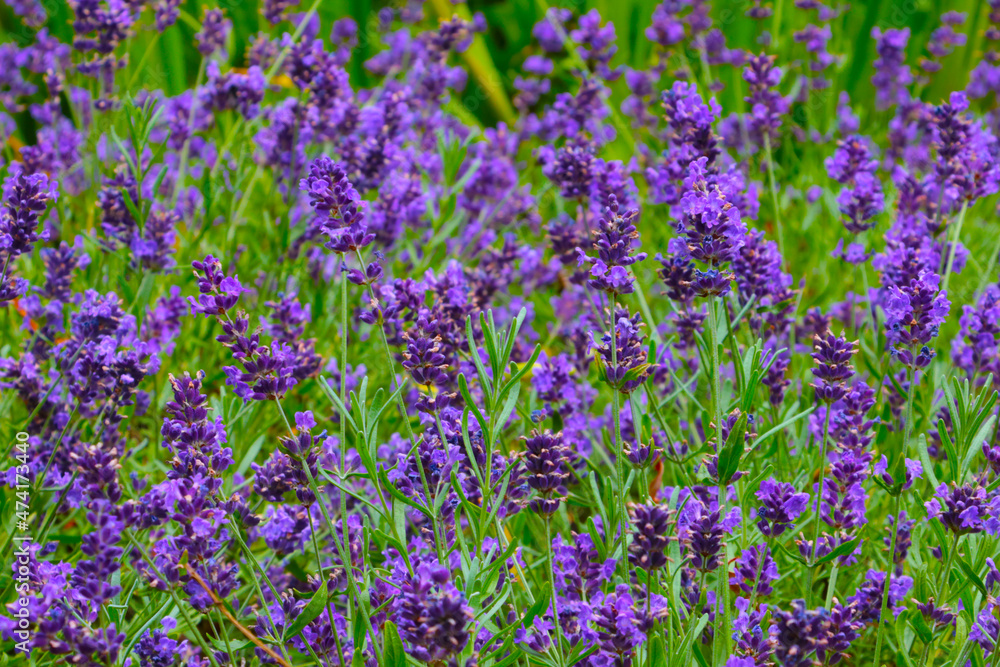 Bright blooming fragrant lavender in the meadow. It is used in perfumery. Bright blooming fragrant lavender in the meadow. It is used in perfumery.