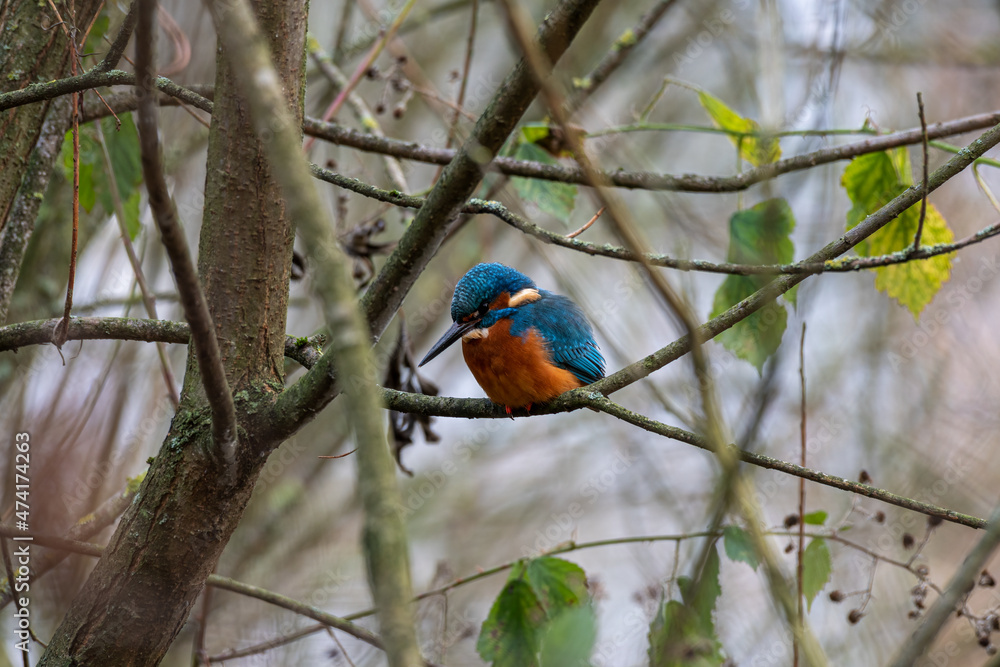 Fototapeta premium A common Eurasian kingfisher, Alcedo atthis perched by a pond.