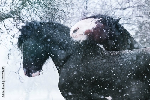 Shire Horse Winter