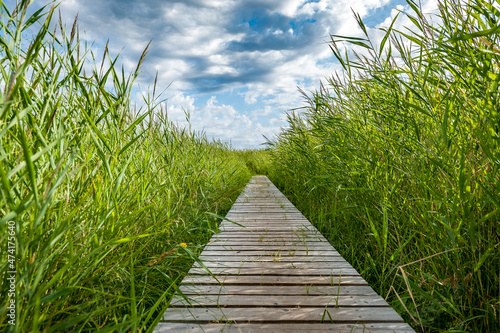 Boardwalk path leads to the sky in the nature reserve Randu Meadows. Path surrounded by reeds. Latvia. photo