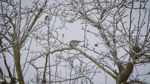 Closeup of a small bird captured on a tree in wintertime in slow motion photo