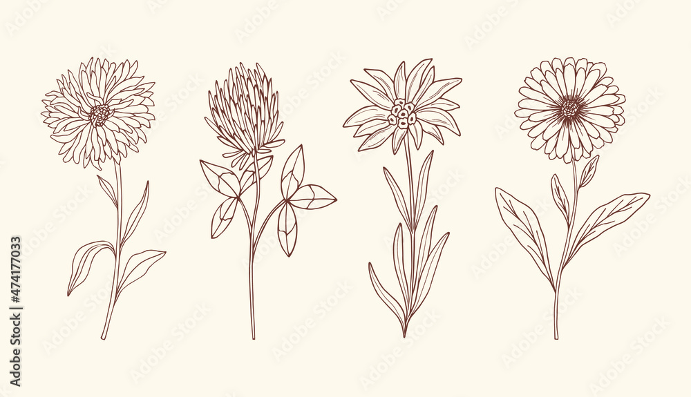 Sketch of medicinal plants. Botanical collection - obrazy, fototapety, plakaty 