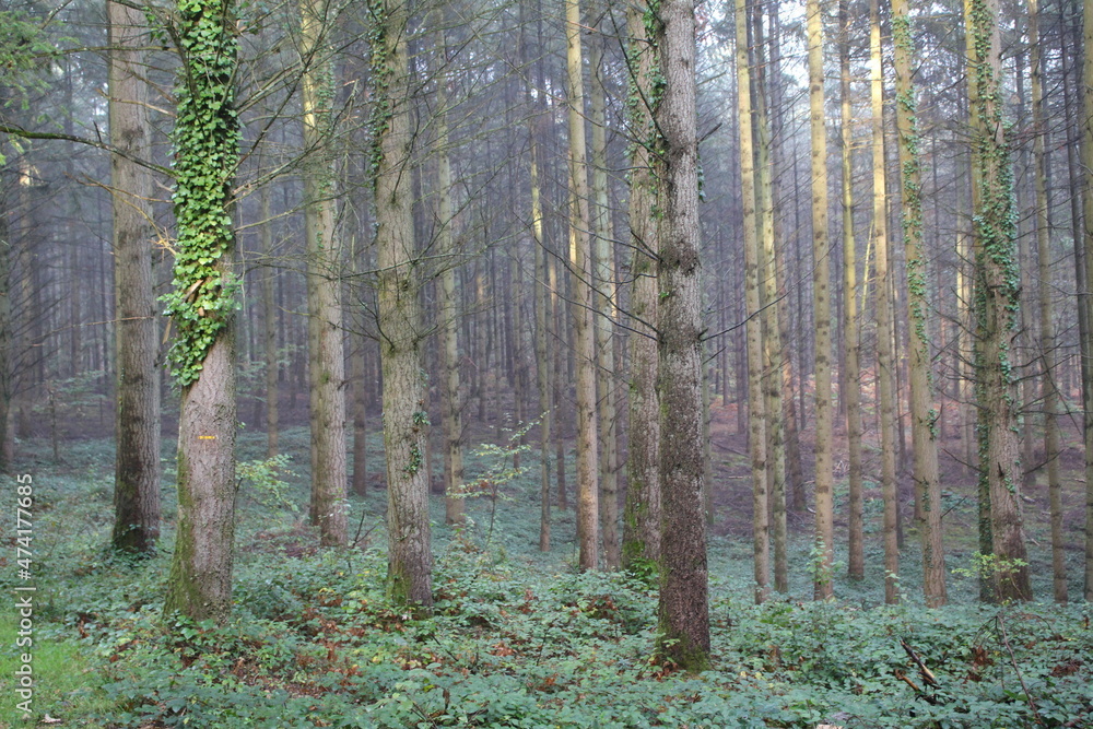 Fototapeta premium Forêt en automne