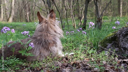 Dog in the spring forest among the grass and flowers