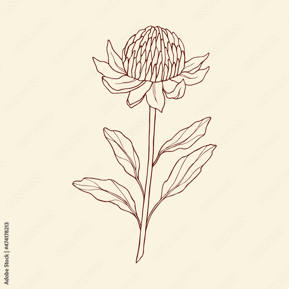 Hand drawn waratah illustration. Australian native flower Stock Vector