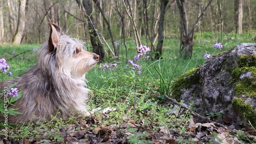 Dog in the spring forest