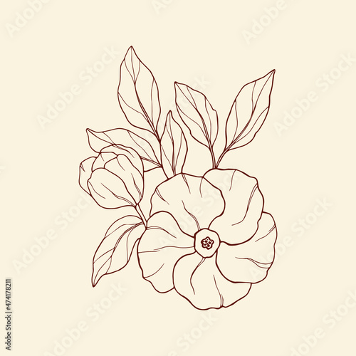 Hand drawn Sturt's desert rose illustration.  photo