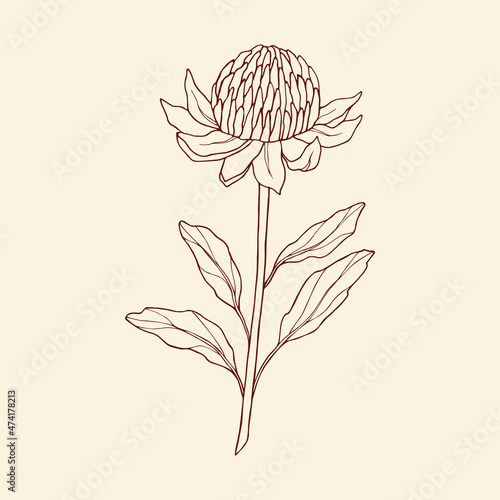 Hand drawn waratah illustration. Australian native flower