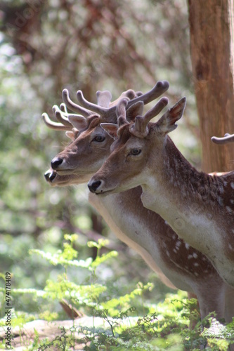 Famille de daim en foret de Rambouillet