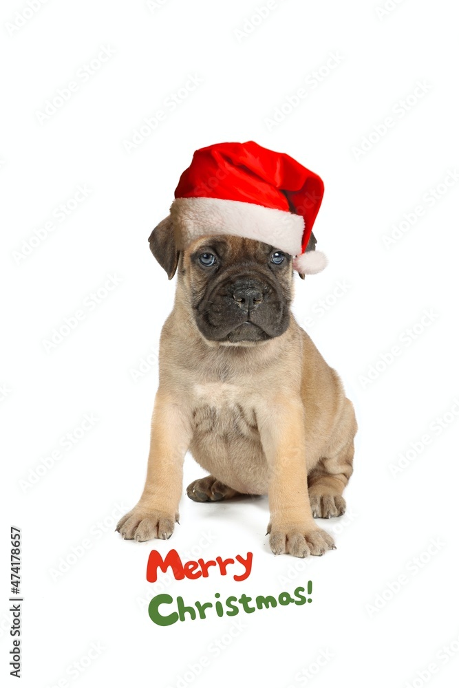 greeting card with puppy bullmastiff with christmas hat