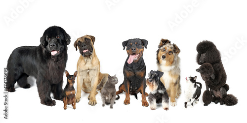 group of dogs and cats isolated on white