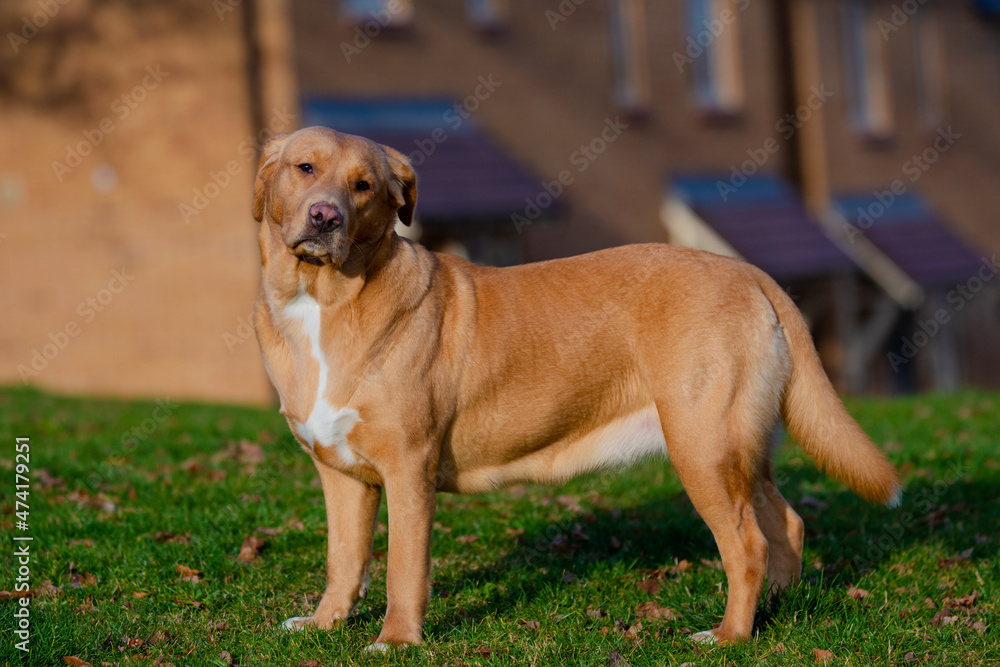 Lovely brown or ginger labrador female dog pictured outdoors enjoying her time in nature. Lovely brown or ginger labrador female dog pictured outdoors enjoying her time in nature.