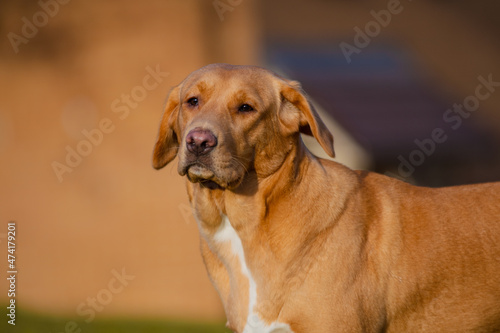 Lovely brown or ginger labrador female dog pictured outdoors enjoying her time in nature.