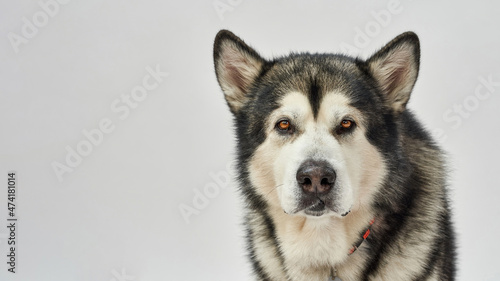 Face of cute Siberian Husky dog looking at camera