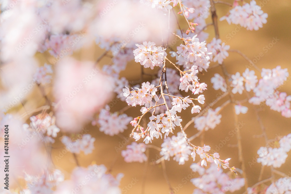 【枝垂れ桜】春のイメージ素材 【枝垂れ桜】春のイメージ素材