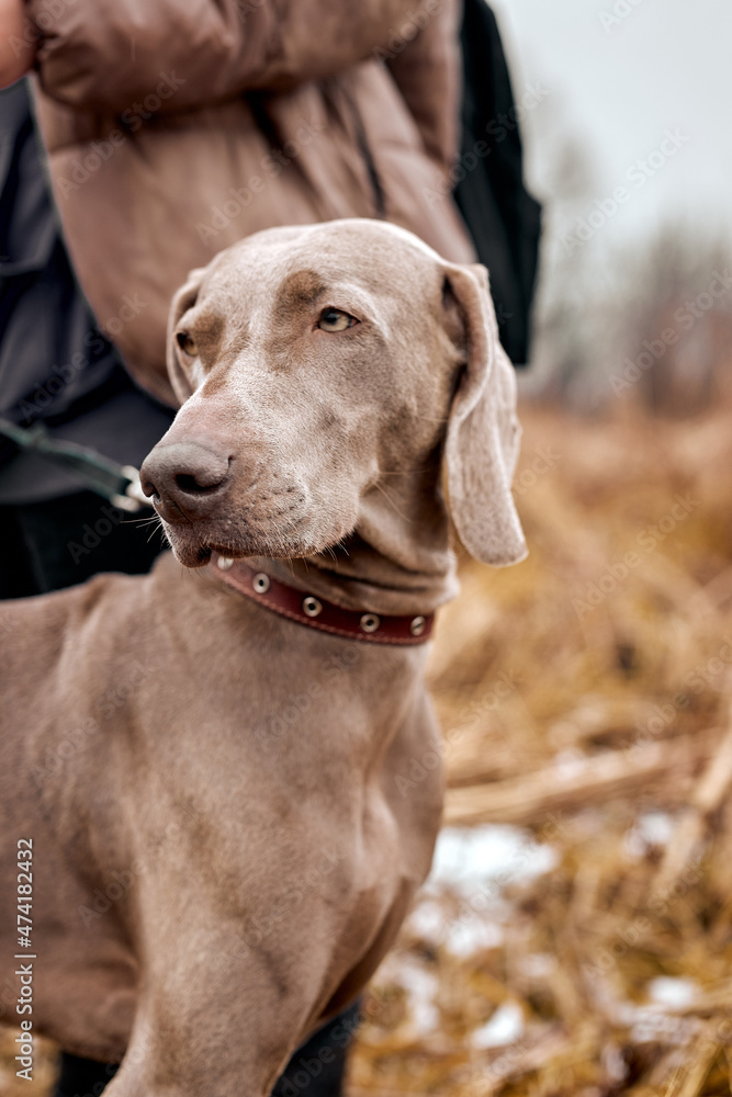 portrait of beautiful Weimaraner dog an autumn nature, looking arr side, Hunting dog outdoors. Loyal friend. Weimaraner purebred pet with owner. in countryside, wildlife. animals concept