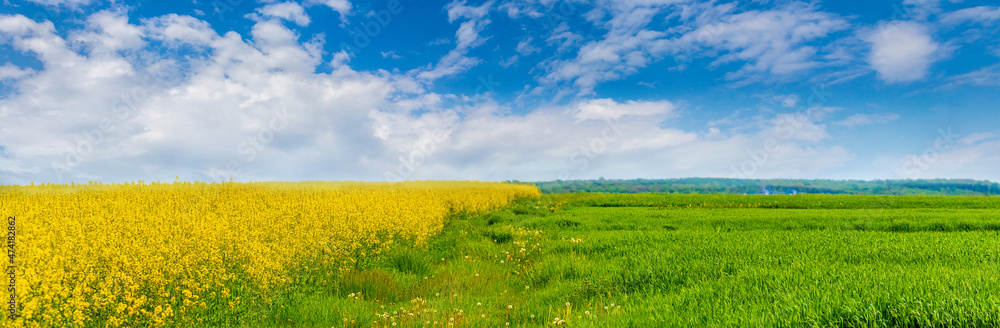 Wide field with yellow rapeseed flowers and green grass, picturesque sky over the field on a sunny spring day