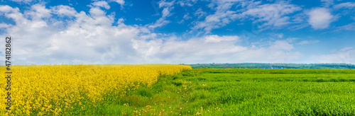 Wide field with yellow rapeseed flowers and green grass, picturesque sky over the field on a sunny spring day