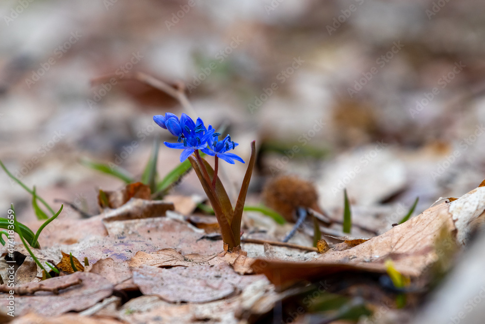 Blue snowdrops in early spring in the forest on a blurred background