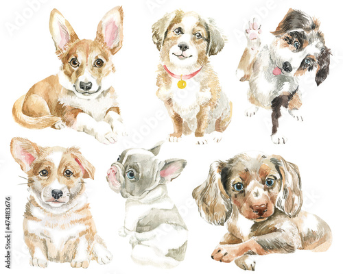 Fototapeta Naklejka Na Ścianę i Meble -  Set of watercolor hand-painted puppies. For postcards, posters, stickers, scrapbooking. Different breeds of small dogs on a white background
