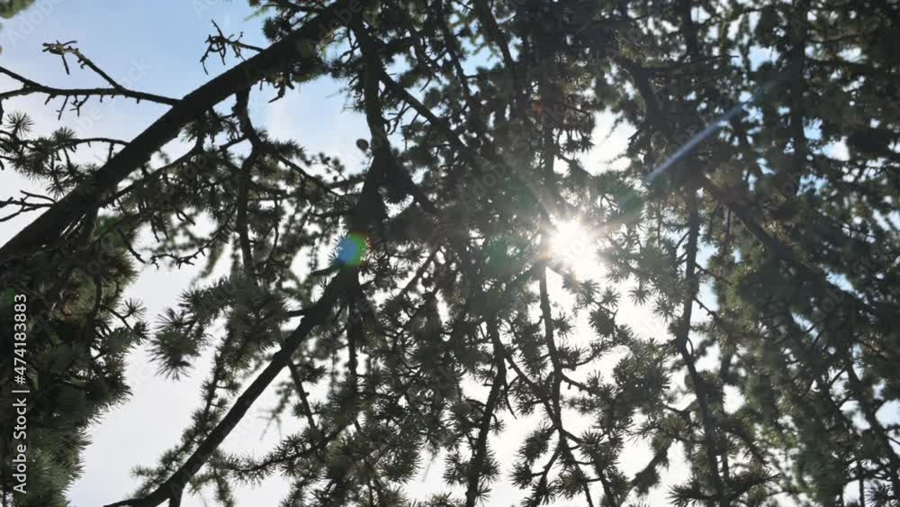 The sun in the forest. Cedar branches on a sunny day. The sun in the forest. Cedar branches on a sunny day.