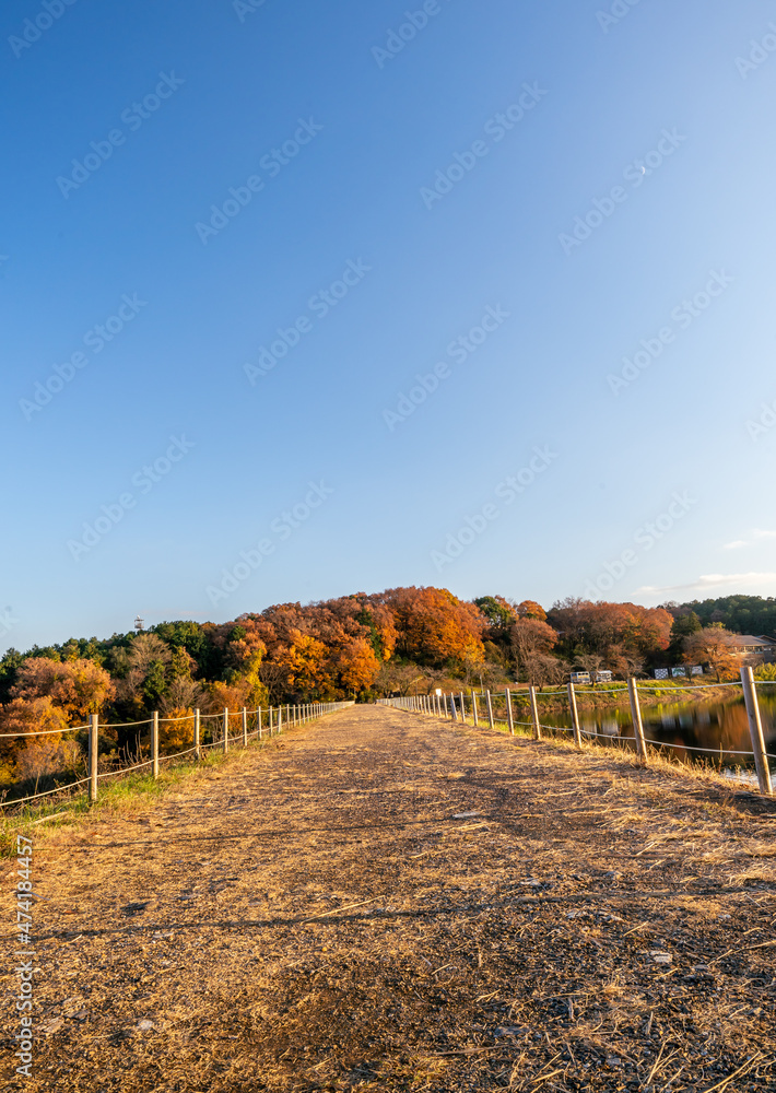 Fototapeta premium Beautiful autumn season Red and orange leave background. Colourful golden nature background. Japanese garden
