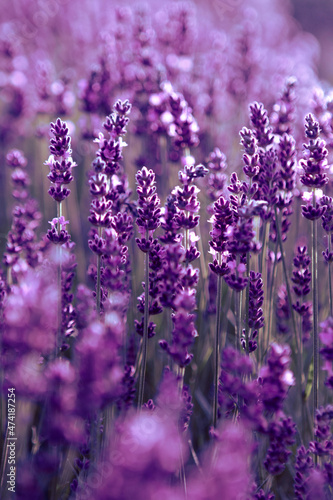 Selective focus Lavender flowers at sunset rays, Blooming Violet fragrant lavender flower summer landscape. Growing Lavender, harvest, perfume ingredient, aromatherapy. Lavender field lit by sunlight