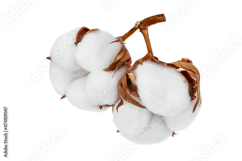 Photography Cotton plant flower branch isolated on white background with clipping path and f