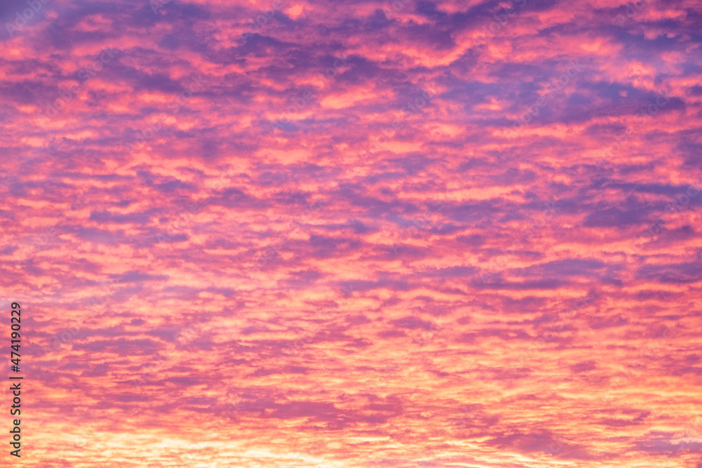 bright pink and orange puffy clouds in the sky during sunrise or sunset illuminating the sky in colors. rare weather phenomenon in times of climate changes. no people, high contrast clouds only.